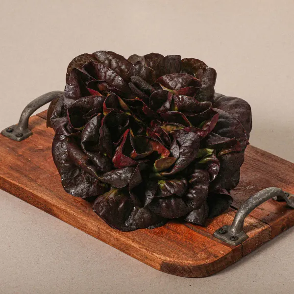 Lechuga Salanova