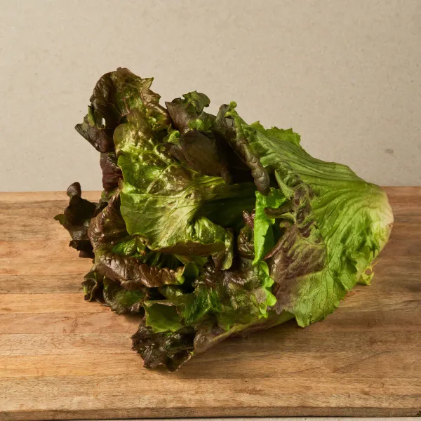 Lechuga maravilla