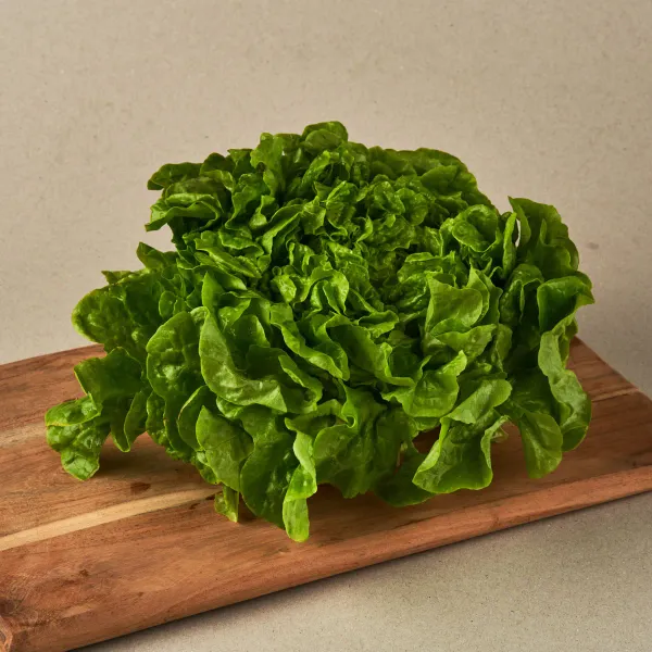 Lechuga de roble verde extra