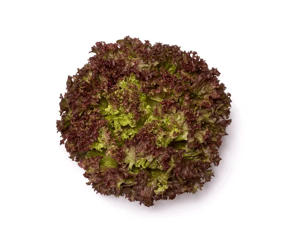 Lechuga Lollo rosa