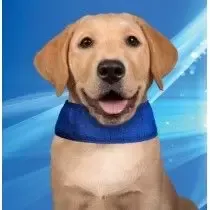 Collar Refrigerante para Perros