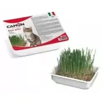 Camon Hierba para Gato