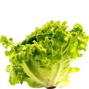 Lechuga de caserío