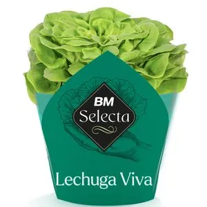 Lechuga viva verde unidad