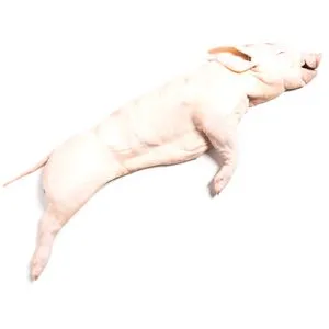 Cochinillo (3-4 kg aproximadamente)