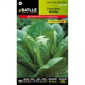 Batlle lechuga inverna