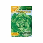 Shal lechuga maravilla de invierno