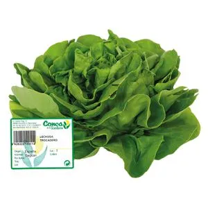 Lechuga Trocadero Peso Aproximado 300 gr