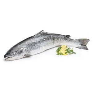 Salmón Entero o Mitades