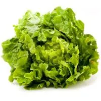 Lechuga Batavia local, unidad