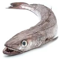 Merluza, pieza al peso aprox. 1.5 kg