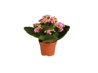 Mini Kalanchoe