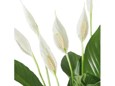Espatifilo