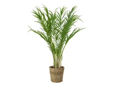 Planta verde en test de yute