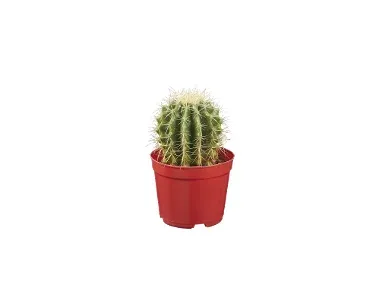 Mini cactus y suculentas