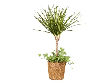 Planta verde