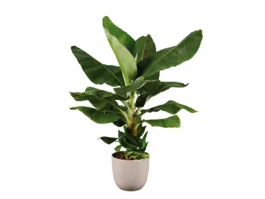 Strelitzia y platanera