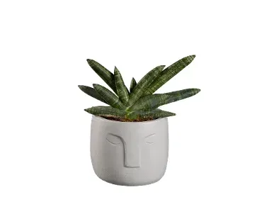 Alocasia / Sansevieria