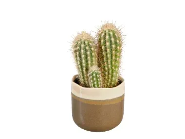 Cactus y suculentas