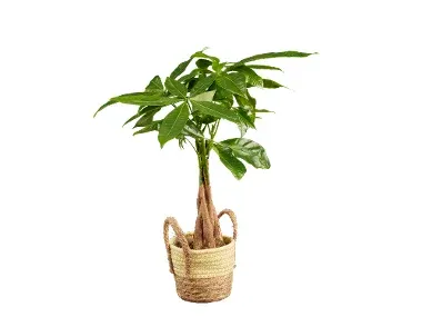 Pachira, Schefflera y Drácena