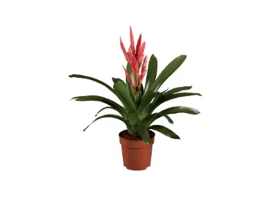 Bromelia