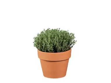 Aromática