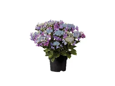 Hortensia