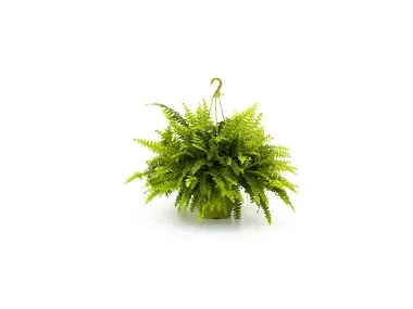 Planta verde colgante
