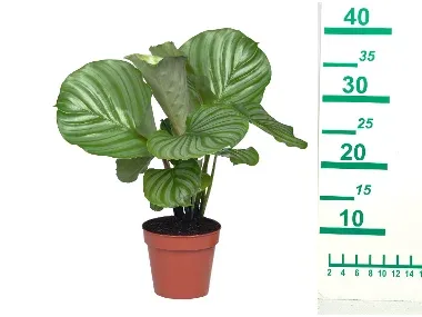 Calathea