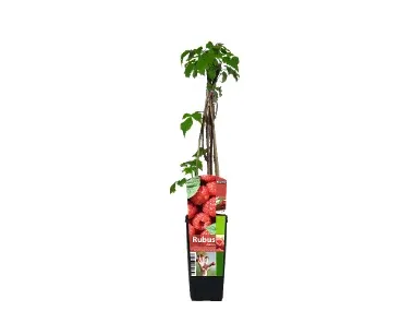 Arbustos frutos del bosque