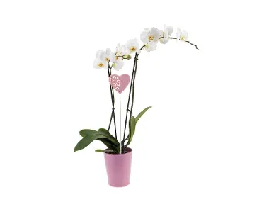 Orquídea con maceta