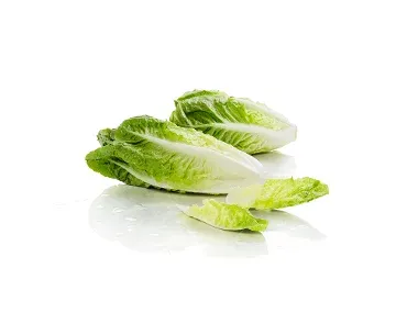 Matriket Lechuga Romana