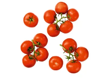 Tomate rama