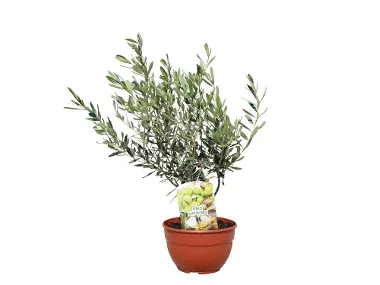 Prebonsai frutal