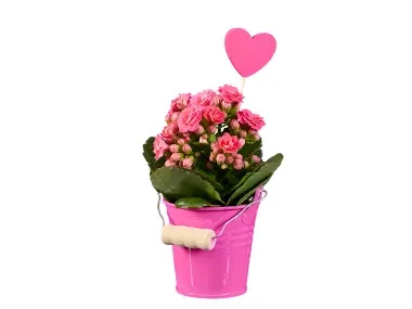 Mini kalanchoe zink