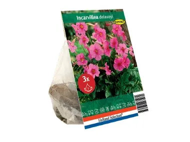 Bulbos primavera