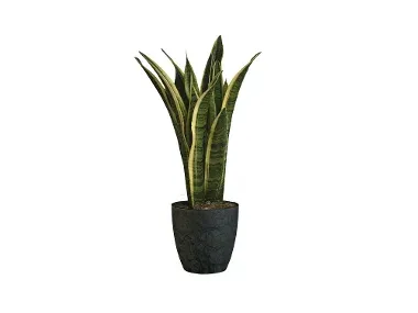Dummymarke Sanseveria
