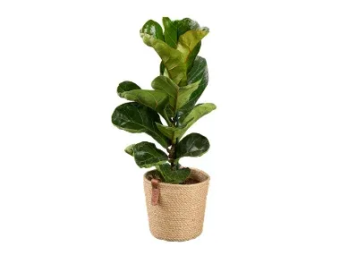 pachira, sansiviera, ficus en macet