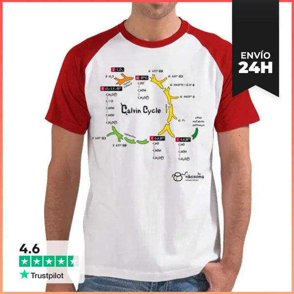 Camiseta Hombre, Estilo Béisbol Calvin Cycle (fondos Claros)