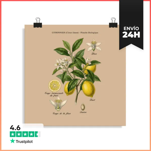 Póster Cuadrado Estudio Botánico De Limonero Vintage LaTostadora