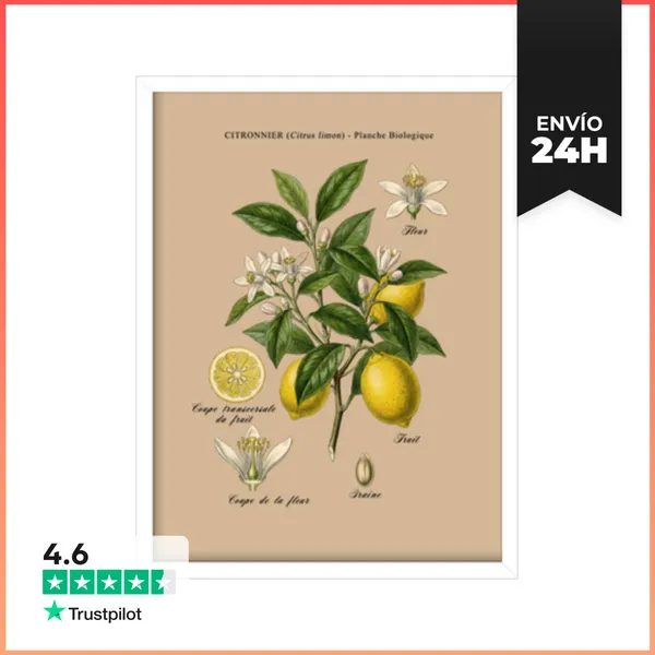 Cuadro Con Marco Vertical Estudio Botánico De Limonero Vintage