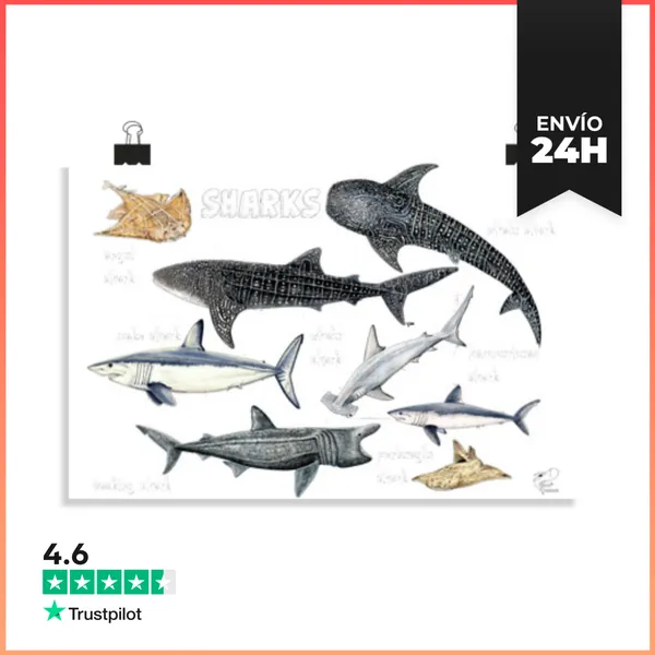 Póster Horizontal Tiburones Del Mundo Póster LaTostadora