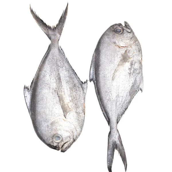 Palometa negra kilo
