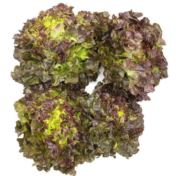 Lechuga roja categoría 1ª (peso mínimo 200g) unidad