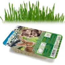 Arquivet Hierba Natural para Gatos y Roedores