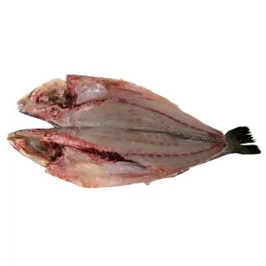 Corvina mostrador. - Espalda con espinas