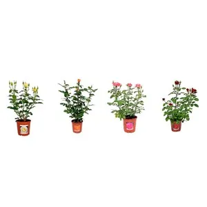 Rosal con brotacion vegetal en maceta 3 litros 17 cm