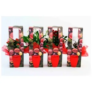 Rosal mini con maceta de 12cm en caja regalo, GARDEN SERVICE.