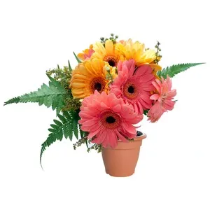 Gerbera hibrida variada, FLORABELLA.