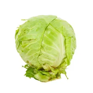 Repollo